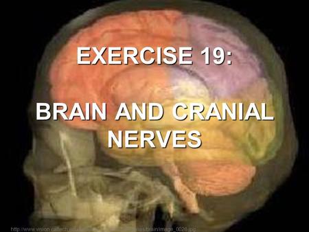 EXERCISE 19: BRAIN AND CRANIAL NERVES