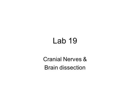 Cranial Nerves & Brain dissection