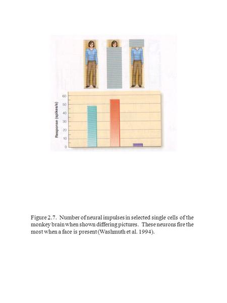 Figure 2.7. Number of neural impulses in selected single cells of the monkey brain when shown differing pictures. These neurons fire the most when a face.