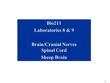 Bio211 Laboratories 8 & 9 Brain/Cranial Nerves Spinal Cord Sheep Brain