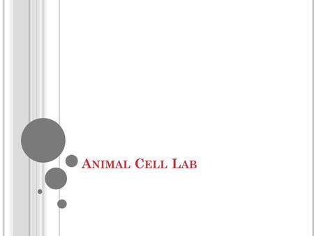 A NIMAL C ELL L AB. D O, L EARN, C ONNECT Do: Animal Cell Lab Learn: I can compare an actual animal cell to a model of an animal cell. Connect: Models.