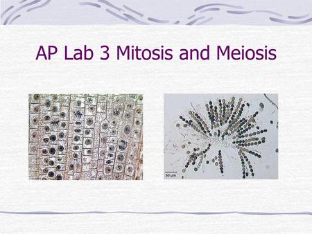 AP Lab 3 Mitosis and Meiosis