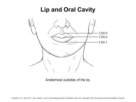 Anatomical subsites of the lip.