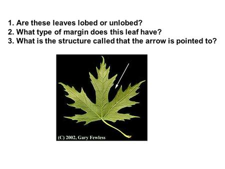 1.Are these leaves lobed or unlobed? 2.What type of margin does this leaf have? 3.What is the structure called that the arrow is pointed to?