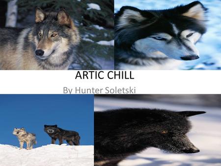 ARTIC CHILL By Hunter Soletski.