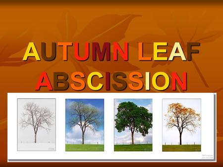 AUTUMN LEAF ABSCISSION