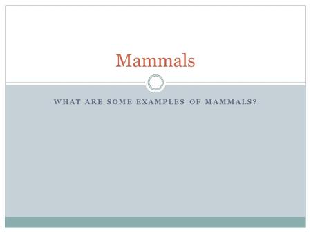 What are some examples of mammals?