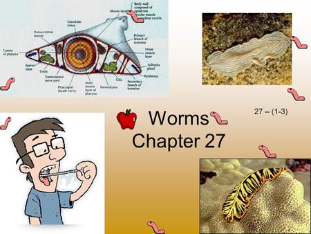 Worms Chapter 27 27 – (1-3). 1.Worm characteristics A. Bilateral symmetry (Mirror image) B. Cephalization- concentration of brain-like structure in the.