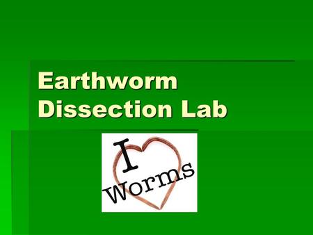 Earthworm Dissection Lab