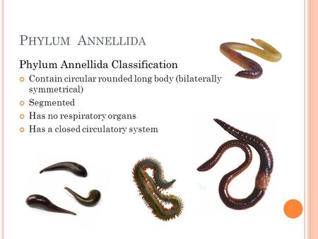 P HYLUM A NNELLIDA Phylum Annellida Classification Contain circular rounded long body (bilaterally symmetrical) Segmented Has no respiratory organs Has.