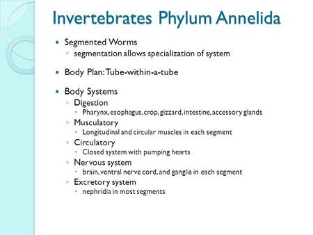 Invertebrates Phylum Annelida