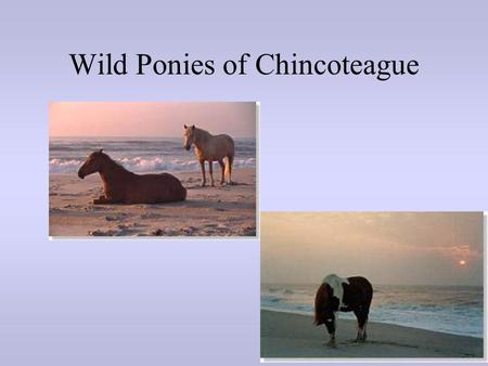 Wild Ponies of Chincoteague. Wild Horses Wild horses are found all over the U.S. –Montana, Colorado, Utah, Idaho, California, Virginia, North Carolina,