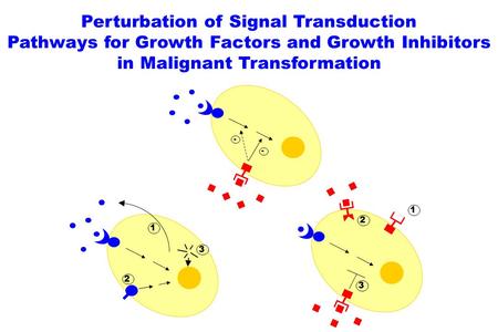 Perturbation of Signal Transduction Pathways for Growth Factors and Growth Inhibitors in Malignant Transformation 3 2 1 - - 1 2 3.