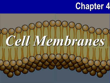 Chapter 4 Cell Membranes. Chapter 4 2 Cell Membrane Functions 1.Selectively choose what’s inside or outside the cell…creating a concentration gradient.