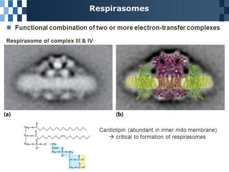 Respirasomes Functional combination of two or more electron-transfer complexes Respirasome of complex III & IV Cardiolipin (abundant in inner mito membrane)