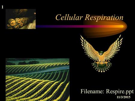 1 1 11/3/2015 Cellular Respiration Filename: Respire.ppt.