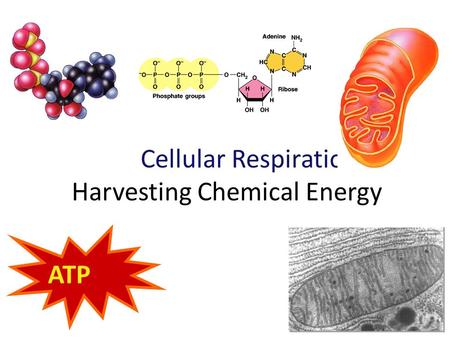 Cellular Respiration Harvesting Chemical Energy ATP.