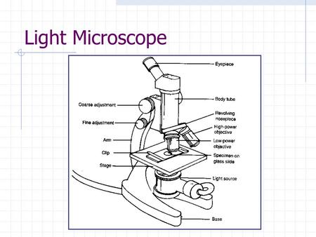 Light Microscope.