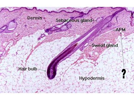 Asian Hair: greatest diameter with circular shape Caucasian and African hair: elliptical shape.