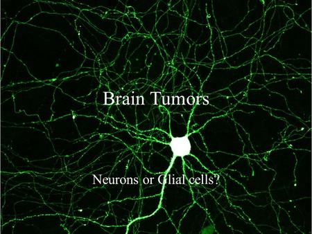 Brain Tumors Neurons or Glial cells?. Neurons Rarely, if ever responsible for tumors –Don’t reproduce.