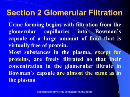 Department of physiology Shenyang Medical College1 Section 2 Glomerular Filtration Urine forming begins with filtration from the glomerular capillaries.