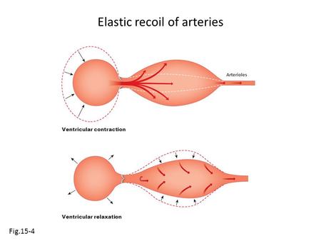 Elastic recoil of arteries Fig.15-4 Ventricular contraction Arterioles Ventricular relaxation.