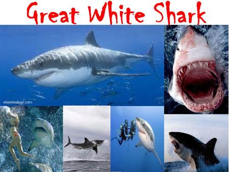 Great White Shark.