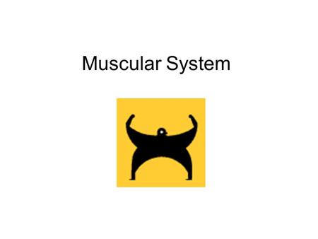 Muscular System.