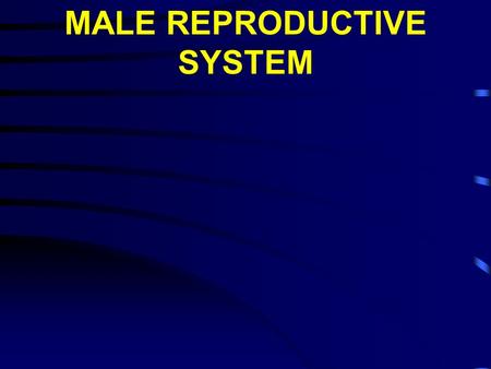 MALE REPRODUCTIVE SYSTEM