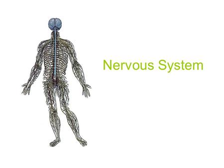 Nervous System.