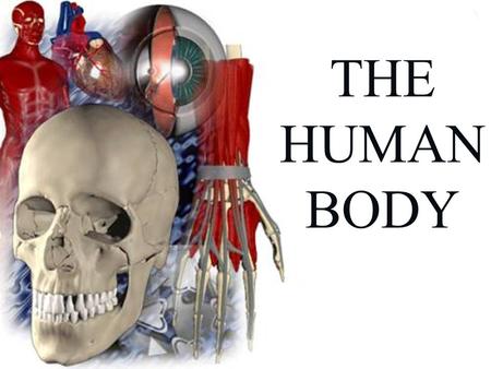 THE HUMAN BODY. Recap last lesson…… Stand up and get ready to demonstrate the following types of movement….. 1)Abduction at the hip. 2)Partial rotation.