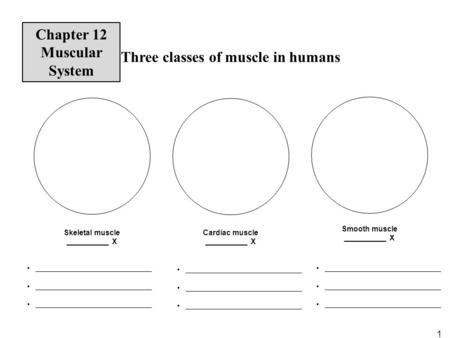 1 Three classes of muscle in humans Skeletal muscle __________ X Cardiac muscle __________ X Smooth muscle __________ X _______________________________.