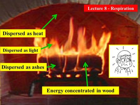 Energy concentrated in wood Dispersed as heat Dispersed as light Dispersed as ashes Lecture 8 - Respiration.