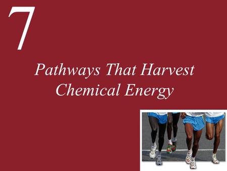 Pathways That Harvest Chemical Energy