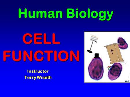 Human Biology Instructor Terry Wiseth CELLFUNCTION.