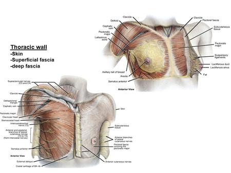 Thoracic wall -Skin -Superficial fascia -deep fascia.