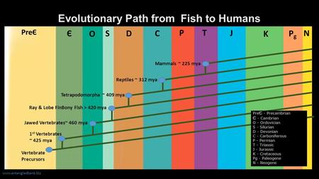 Evolutionary Path from Fish to Humans www.entangledbank.biz N Cambrian Ordovician PreЄ T J K PgPg O SD P Є C N Vertebrate Precursors 1 st Vertebrates ~