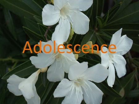 Adolescence. What is adolescence? The search of Identity. Physiological changes. The self esteem.