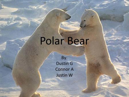 Polar Bear By: Dustin G Connor A Justin W. Ursus Maritimus Scientific Name: