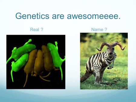 Genetics are awesomeeee. Real ?Name ?. Structure of DNA Each DNA molecule is made up of two very long polymers Double helix: is the shape Nucleotides: