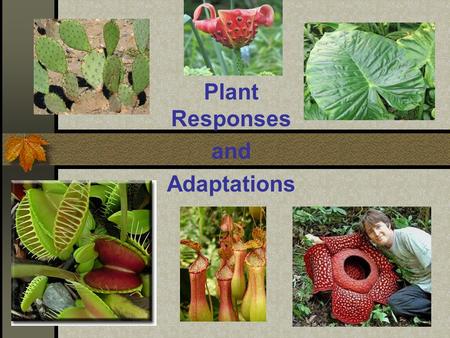 Plant Responses and Adaptations