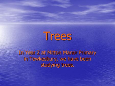 Trees In Year 2 at Mitton Manor Primary in Tewkesbury, we have been studying trees.