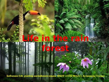 Life in the rain forest Бобченко О.В. учитель английского языка МБОУ «СОШ №12» г. Астрахань; 4 класс.