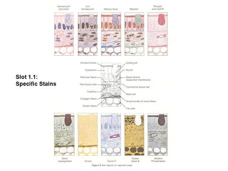 Slot 1.1: Specific Stains. Slot 1.2 Slot 1.3 E and E 1 = Simple squamous epithelium.