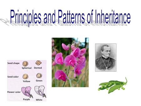 I.History of Genetics Genetics - the scientific study of inheritance The domestication of dogs is one of the earliest human experiences with genetics.