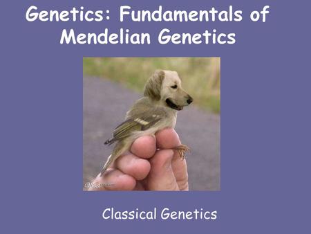 Genetics: Fundamentals of Mendelian Genetics Classical Genetics.