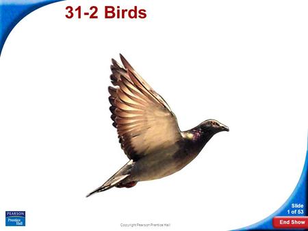 End Show Slide 1 of 53 Copyright Pearson Prentice Hall 31-2 Birds.