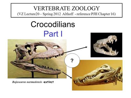 Crocodilians Part I VERTEBRATE ZOOLOGY (VZ Lecture20 – Spring 2012 Althoff - reference PJH Chapter 16) Rajasaurus narmadensis - extinct ?