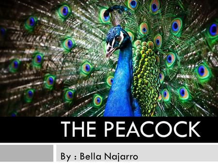 THE PEACOCK By : Bella Najarro. o Scientific name: Pavo Cristatus o Kingdom: Animalia o Phylum: Chordata o Class: Aves o Order: Galliformes o Family: