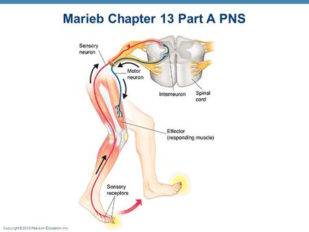 Copyright © 2010 Pearson Education, Inc. Marieb Chapter 13 Part A PNS.